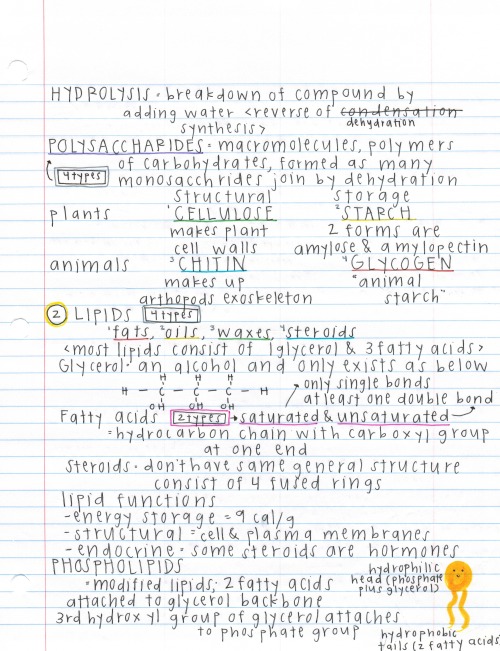 darwinsgirlfriend:  notes off the barron’s ap biology book, a more condensed form compared to my other notes. also a major throwback because i made these the summer before school even started wow i’m such a nerd. 