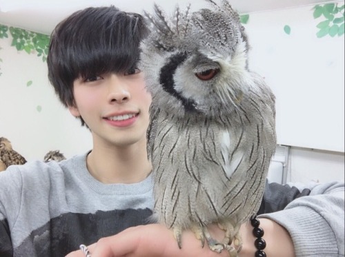 engekihaikyuu: Haruto (Bokuto) and Shungo (Akaashi) went to an owl cafe together! They both tho