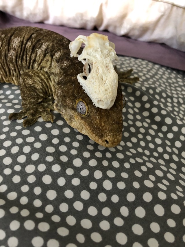 mother-entropy:submalevolentgrace:kaijutegu:Ever wonder what goes on inside the world’s