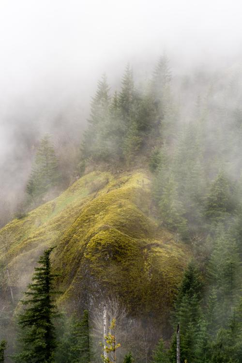 amazinglybeautifulphotography:  Fog in the Columbia River Gorge, WA, USA, (OC), [3973x5957] ig: @justonemilemore - Author: Hook_or_crook on reddit