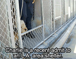 huffingtonpost:  This makeover literally saved Charlie’s live. See the full video