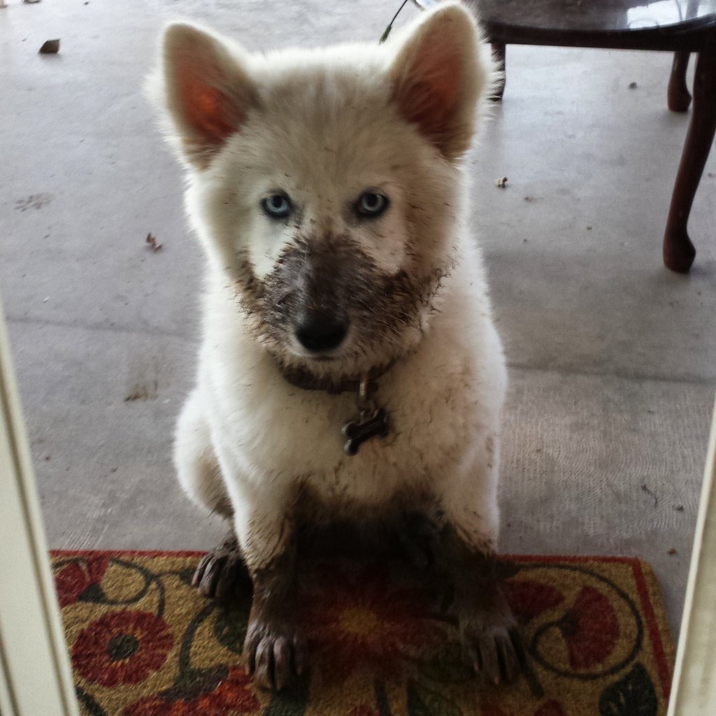cute-overload:  I’m ready to come inside nowhttp://cute-overload.tumblr.com