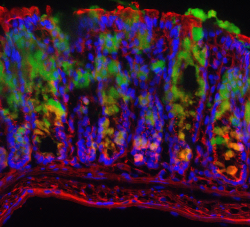 bbsrc:  Research linking gut health, mucus and inflammatory bowel disease   These images show a mouse colon tissue stained for mucus (green), sugars (red) and cell nuclei (blue). The human colon, much like the mouse colon, is covered by a protective layer