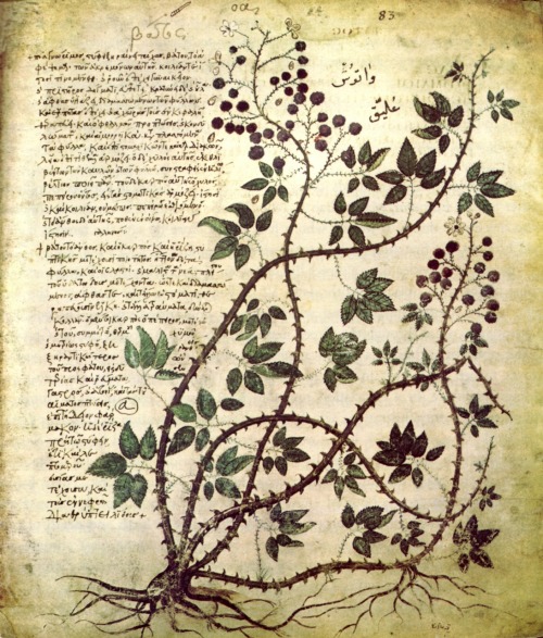 hearthside-reader:hearthside-reader: Part of a bramble, from the manuscript oftenest known as the ‘V
