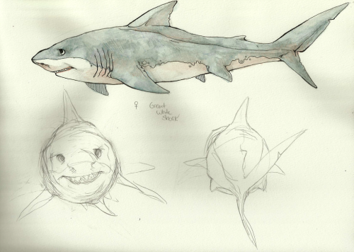 bakemeats: Some shark character designs from my illustration class!! I really like these but I don&r