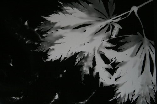 kuplenko:  FDA  Fine Art FA40002 Photograms of Natural Objects. This technique has made me think about placement, pattern and design in the natural world and how this could translate into paintings, sculpture and other mediums, I like the other worldly