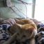 sukumarcodedcat