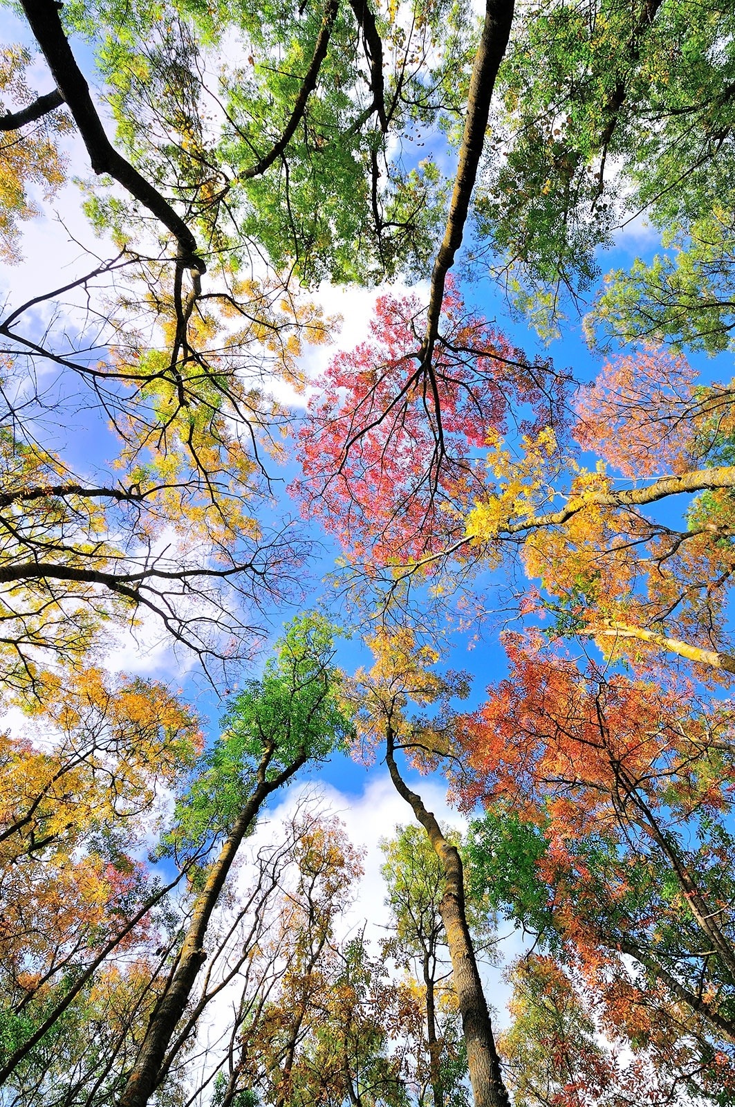wow4any:  The Colors of Autumn﻿