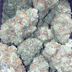 weedporndaily:  Don’t get scared from this #monsterjack @sanjoseorganics408 บ gram by sanjoseorganics408 http://ift.tt/L4Lx1S