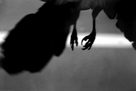 socialpsychopathblr:Karasu – Solitude Of Ravens, by Masahisa Fukase.Karasu is