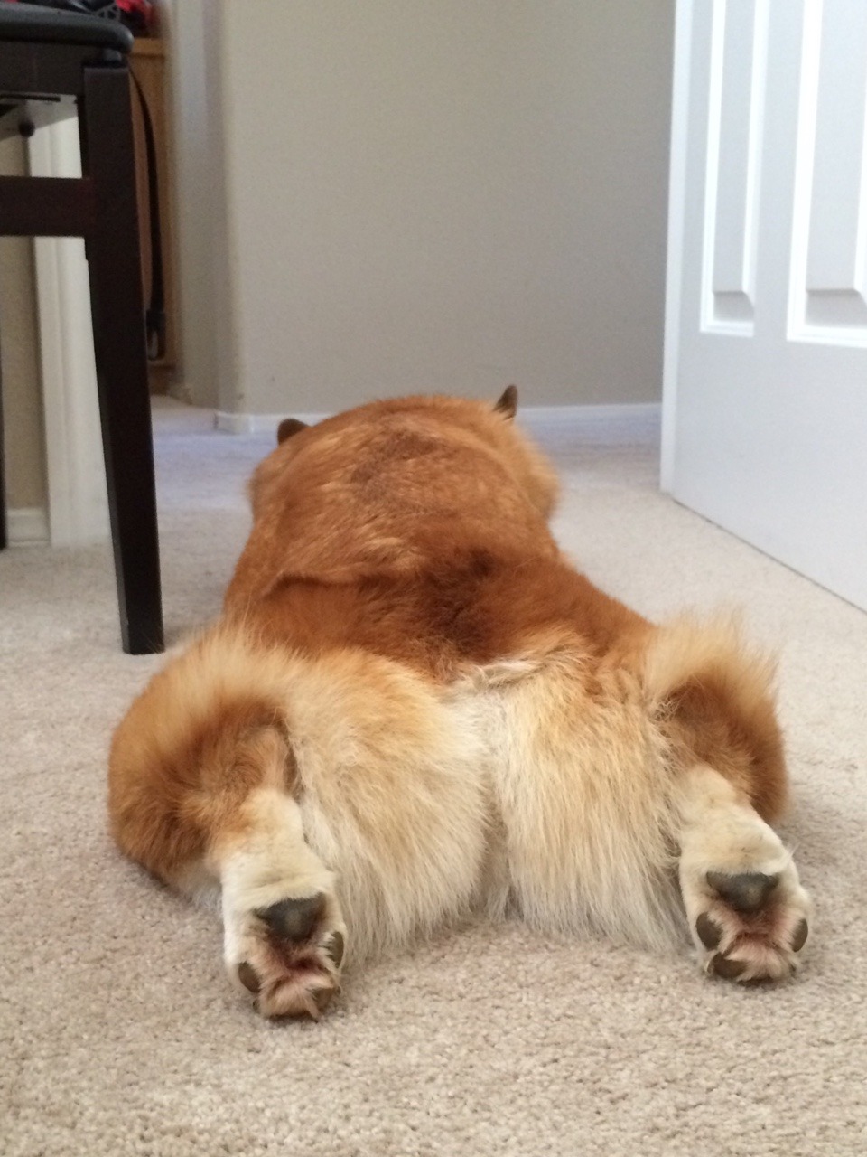 stubbiethecorgi:Stu Sploots!!  Check out Stu’s pantaloons!  He’s got some major