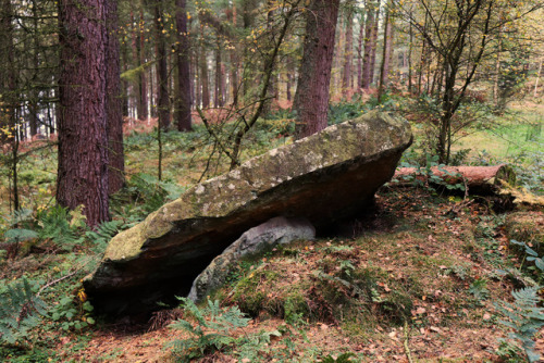 Wood and Stone, Autumn 2, Ilton, near Masham, North Yorkshire, 15.10.17