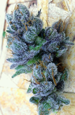 nickijuana:  Mendocino Purps          