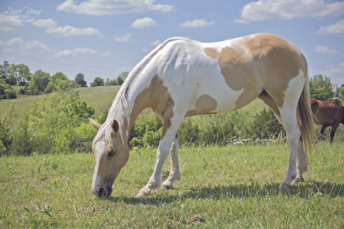 My mare Dixie grazing in the summer heat of Kentucky.  She’s such a doll.-Sorry about my inact