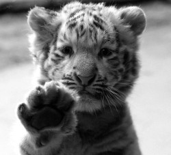 brundavid:  baby white tiger 0