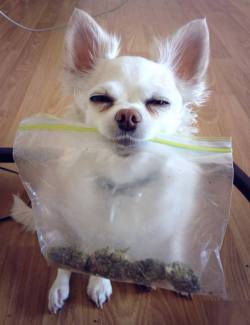 weedporndaily:  a good day for a good douggie  Good boy **Follow for more great pics** cwwaos.tumblr.com