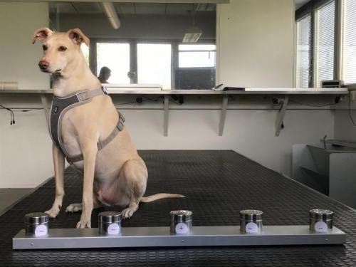 doggos-with-jobs:Covid sniffing dogs in Helsinki airport!