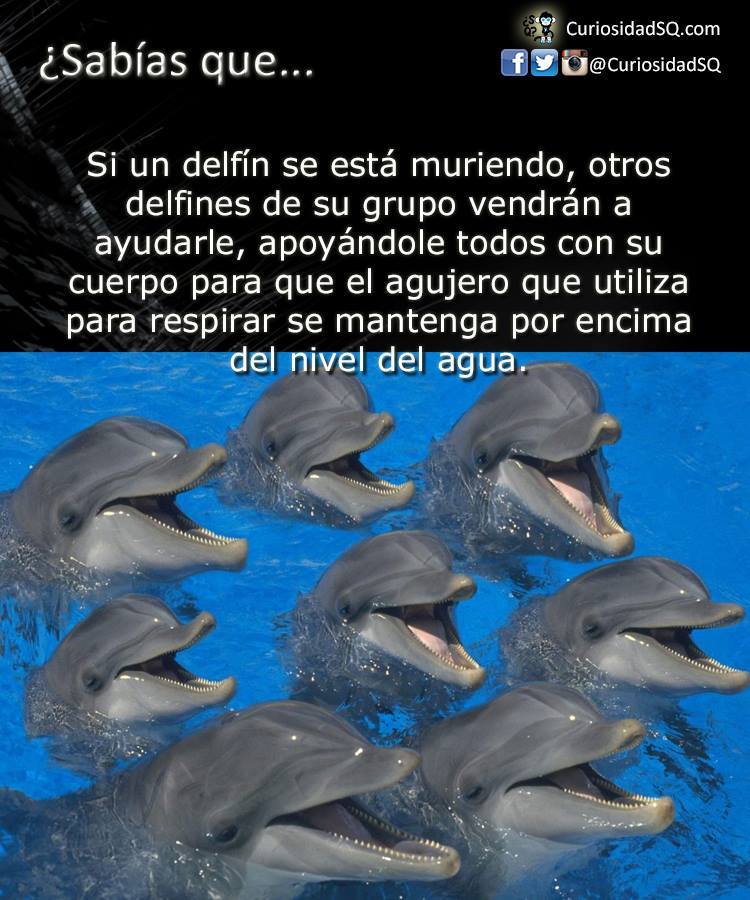 futubandera:  
