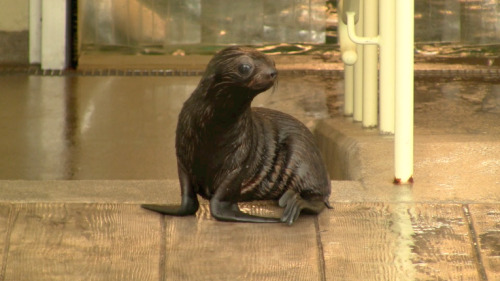 neaq:See how she’s grown! Now 6-weeks old, Kitovi made her first foray into the public marine mammal