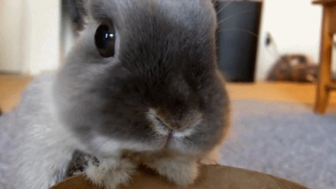 yasminoliveira534 - dailydot - This adorable police bunny is...