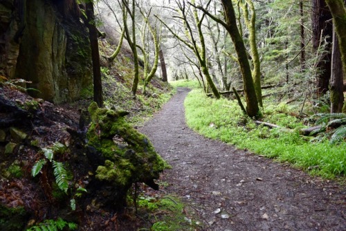 Purisima Trail, Half Moon Bay, CA 