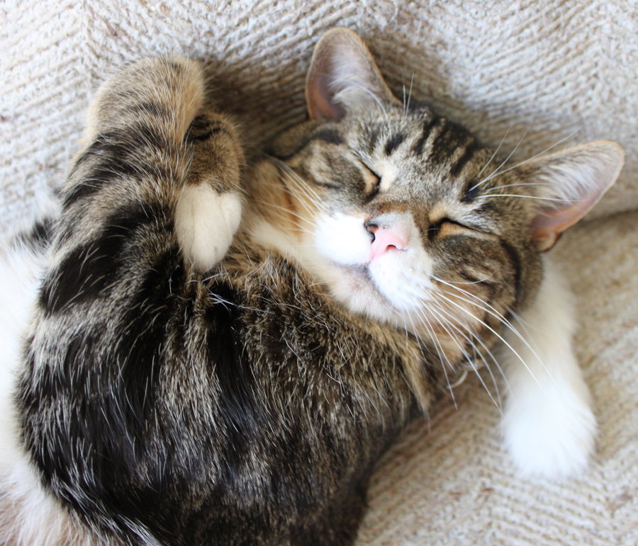 furything:  sleepy cat