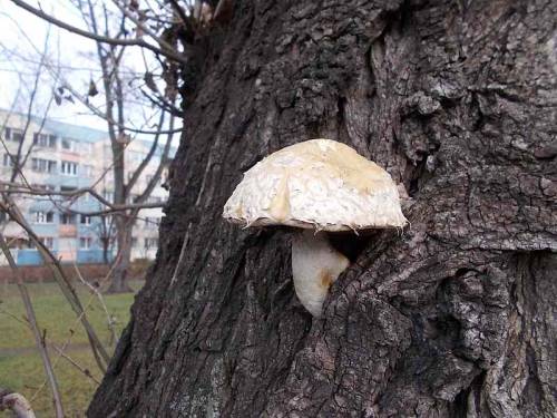 Interesting mushrooms I’ve met in Wroclaw-Krzyki, Poland, in month Dec.2020 &amp; still in Jan. 2021