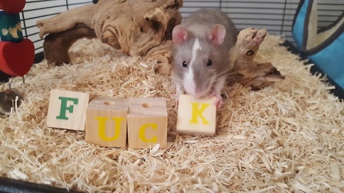 a-reasonable-amount-of-noodles: Atlas has an important message for you!