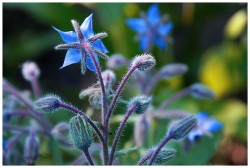 superbnature:  Spiky blue by AgnieszkaFalkowska http://ift.tt/131hEZO