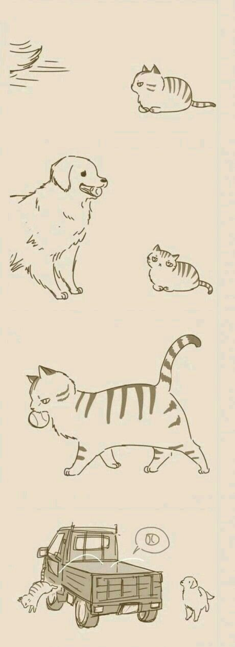 Cat and Dog