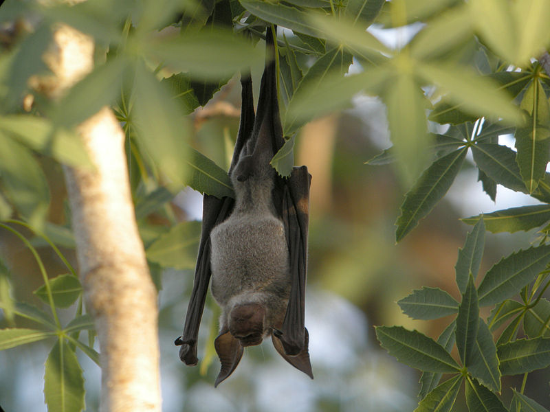 astronomy-to-zoology:  Commerson’s Roundleaf Bat (Hipposideros commersoni)Also