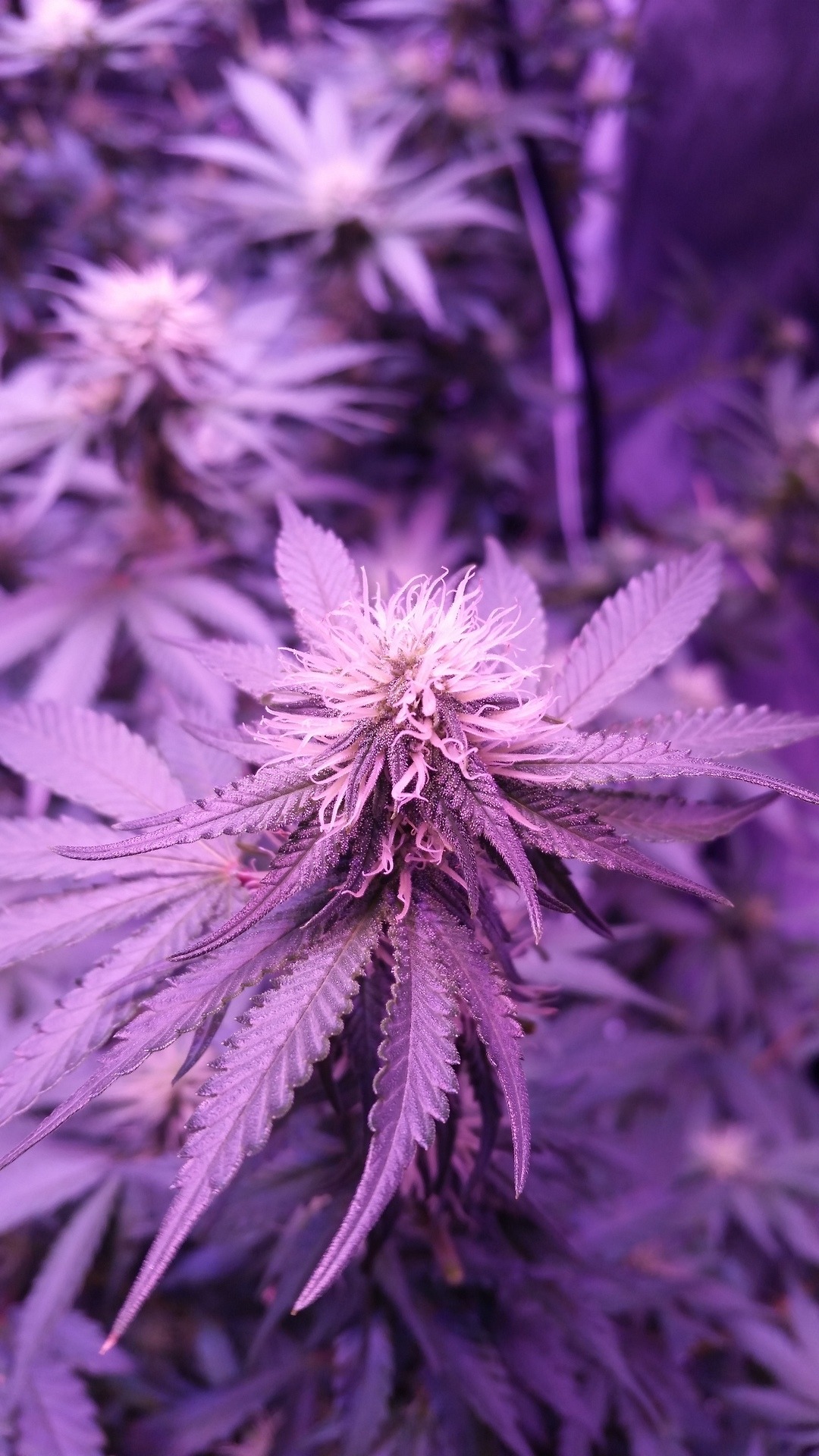 Weed Statistics