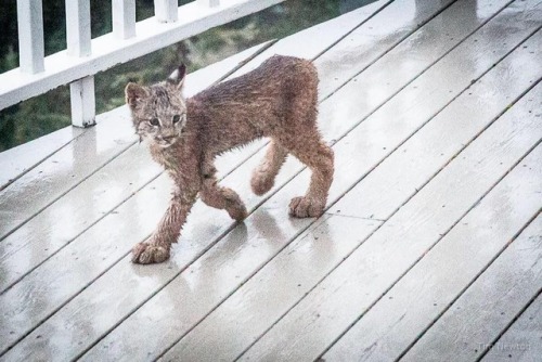 thedrunkhermit:catsbeaversandducks:Anchorage Resident Tim Newton Awoke To The Sound Of Something Run