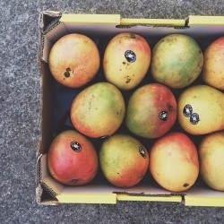 themilkywhiteway:  Annnnd we got more mangos