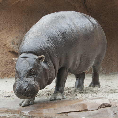 Whale what do we have here? Scientists used to think hippos were closely related to pigs and other u