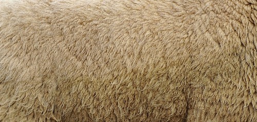 oakapples: Coats of some British and Icelandic sheep breeds: Greyface Dartmoor; Cheviot; Icelandic; 