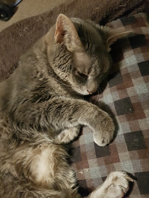 Goodbye Meg.5th January 2005 - 8th Of July 2023We Adopted Her When She Was 11yo And Got 7 Wonderful Years