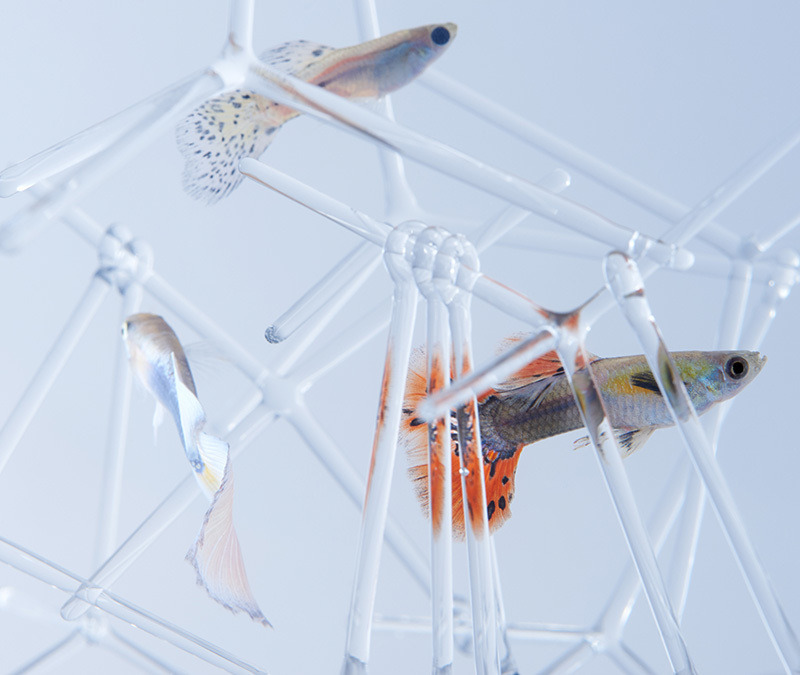 thre3f:  Sculptural Fish Tanks by Haruka Misawa 