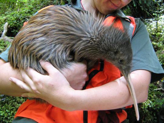 passionpeachy:  biggest-gaudiest-patronuses:  starklightt:  biggest-gaudiest-patronuses:  i always imagined kiwi birds as the size of kiwi fruit and i was so wrong  wait how big are they then   closer to pumpkins  that dog looks fucked I love him 