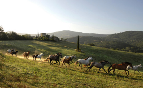 shutcherface:  gatsbyinspired:  vmagazine:  Stretching over thousands of acres of olive groves and forests in the Umbrian hills; Castello Di Reschio Luxury Villas in Umbria, Italy has been restored from secluded ancient farmhouses to contemporary guest