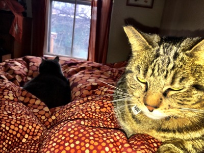 Found Cat aficionados: sister just sent a snow day picture of her cats, because she was so excited that they’re putting up with one another. Foreground is Wednesday, who is BB in the story; background is Remi, who I changed to a boy and renamed...