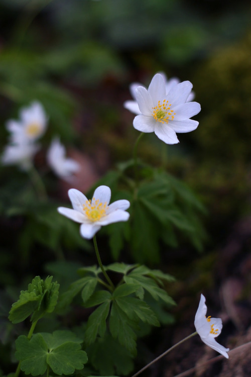 90377:Anemone nemorosa at the botanical garden of Düsseldorf, March 2017tumblr | Instagram | Etsy Sh