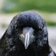 thecorvidcrow