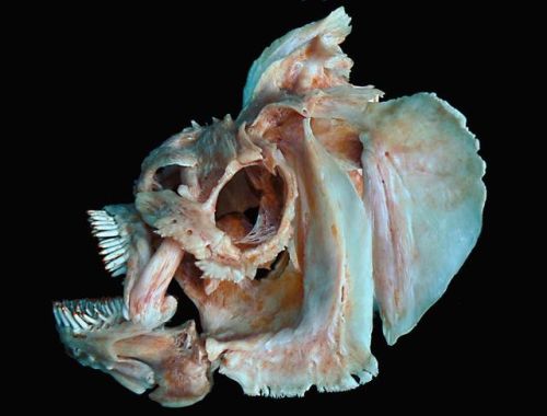 white-vomit: @sixpenceee   I just found some creepy-ass gourami fish skulls on Google images. Oddly beautiful. 👌  ( source : white-vomit.tumblr.com ) 