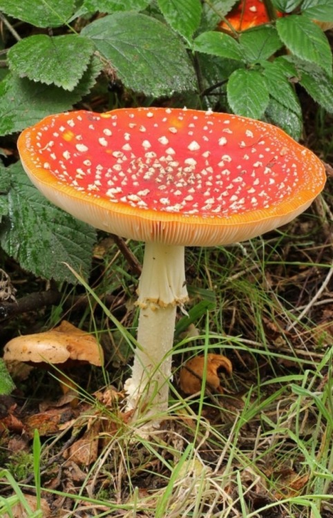 mossful:Fly Agaric (Amanita muscaria)