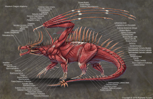 whattywhatwhat:thetakubooty:zezmeril-the-nargacuga:avannak:seeebersold:anatoref:Dragon AnatomyTop Im