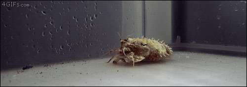 probsjosh:stumpybelham:mmmskulljuice:nalnpraks:4gifs:Cuttlefish pretending to be a hermit crab@mmmsk