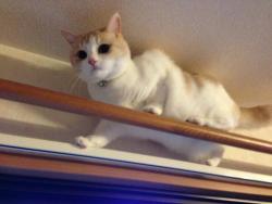 cat-pic: 預かってた猫です！カーテンの上に乗ってました(´°д°`)