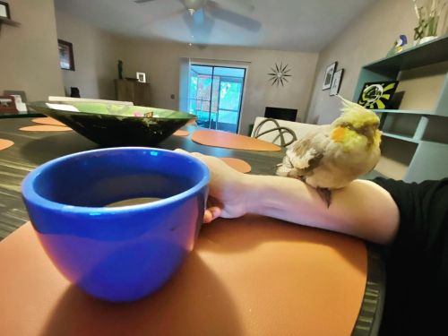 Keeping toasty by the hot coffee ☕️ #bird #birds #cockatiel #cockatiels #pet #pets #beau #dodo #baby