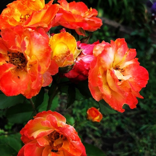 Garden enjoying all the rain